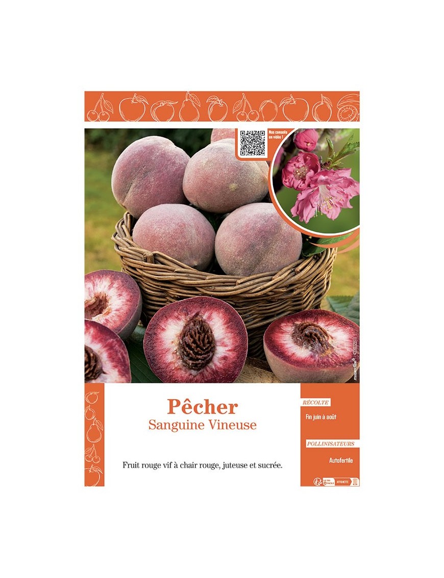 PÊCHER SANGUINE VINEUSE