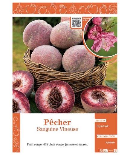 PÊCHER SANGUINE VINEUSE