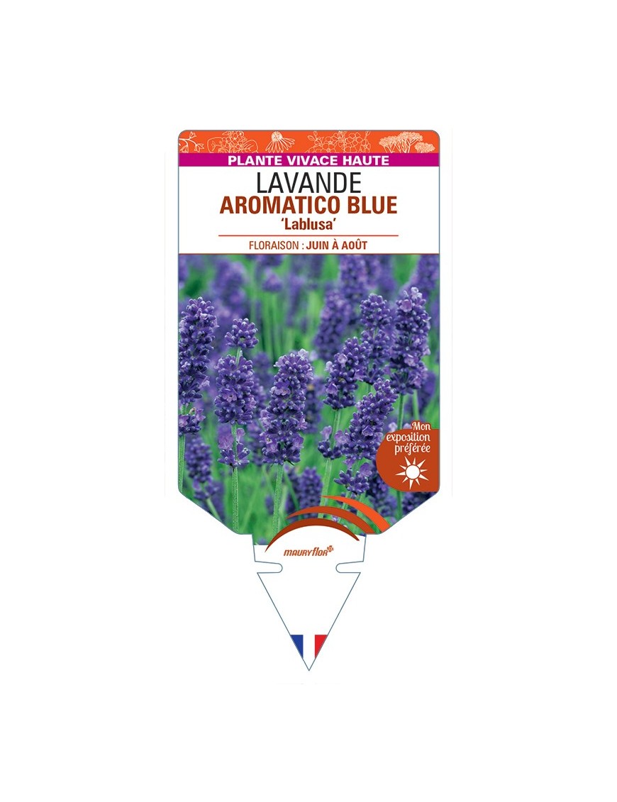 LAVANDULA (angustifolia) AROMATICO BLUE Lablusa