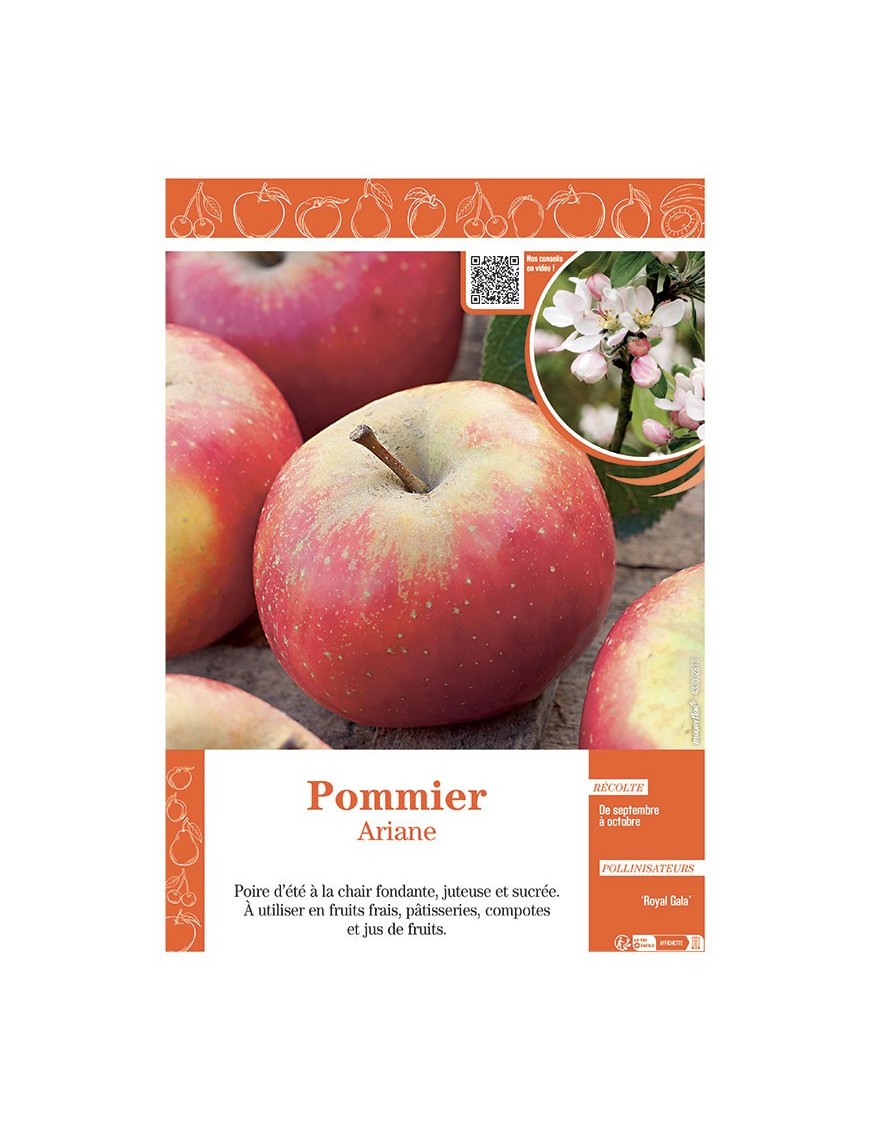 POMMIER ARIANE