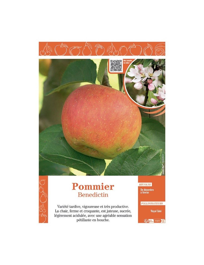 POMMIER BENEDICTIN