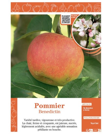 POMMIER BENEDICTIN