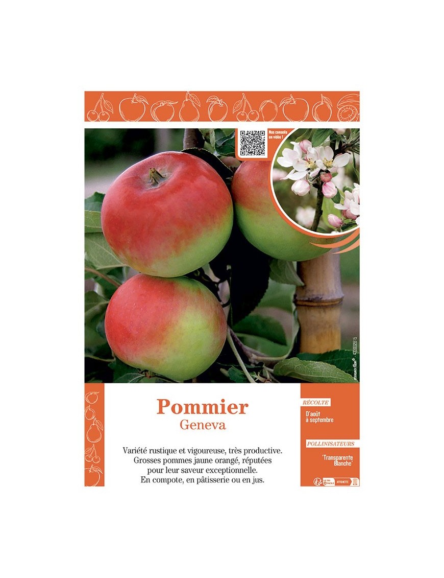 POMMIER GENEVA