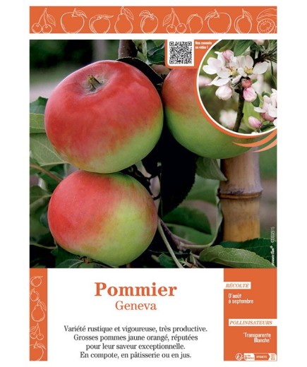 POMMIER GENEVA
