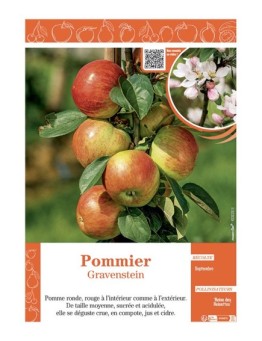 POMMIER GRAVENSTEIN