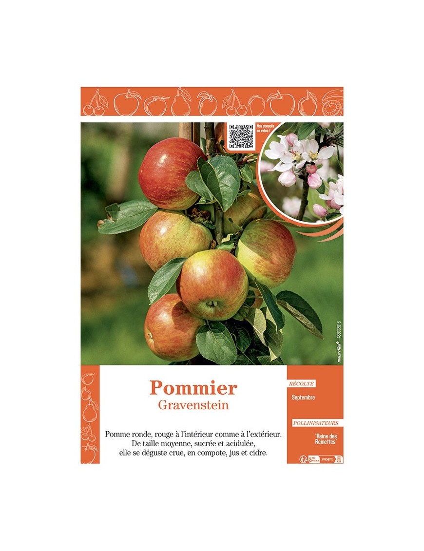 POMMIER GRAVENSTEIN