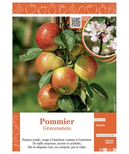 POMMIER GRAVENSTEIN