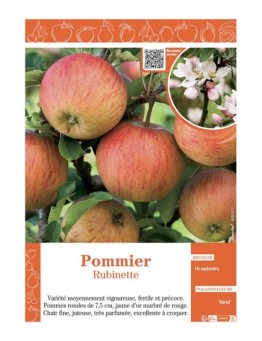 POMMIER RUBINETTE