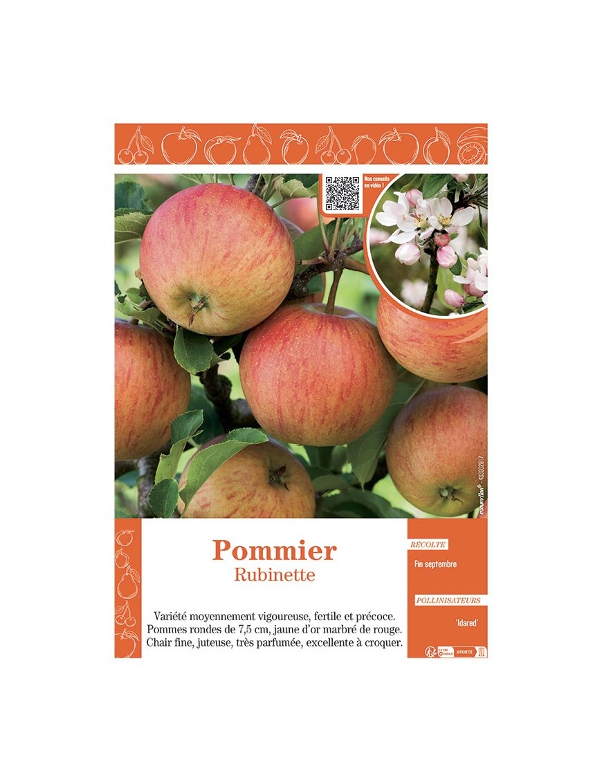 POMMIER RUBINETTE