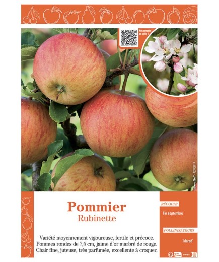 POMMIER RUBINETTE