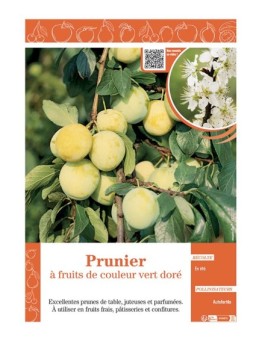 PRUNIER à FRUITS DE COULEUR VERT DORE