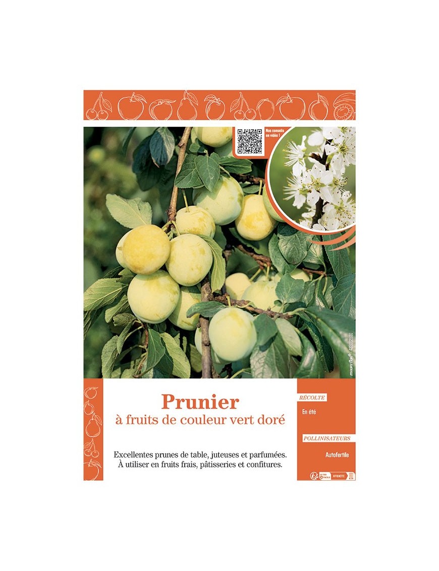 PRUNIER à FRUITS DE COULEUR VERT DORE