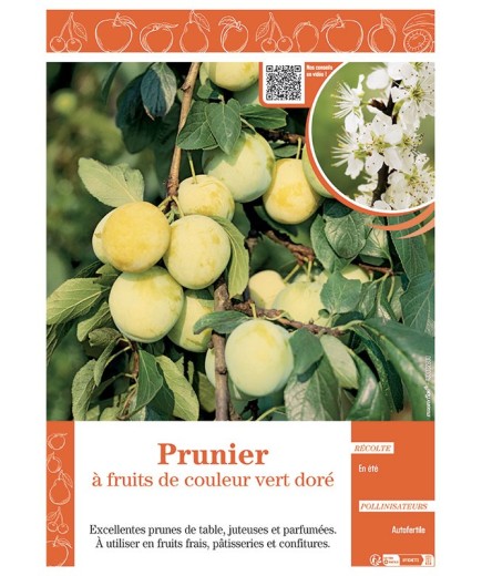 PRUNIER à FRUITS DE COULEUR VERT DORE