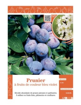 PRUNIER à FRUITS DE COULEUR BLEU VIOLET
