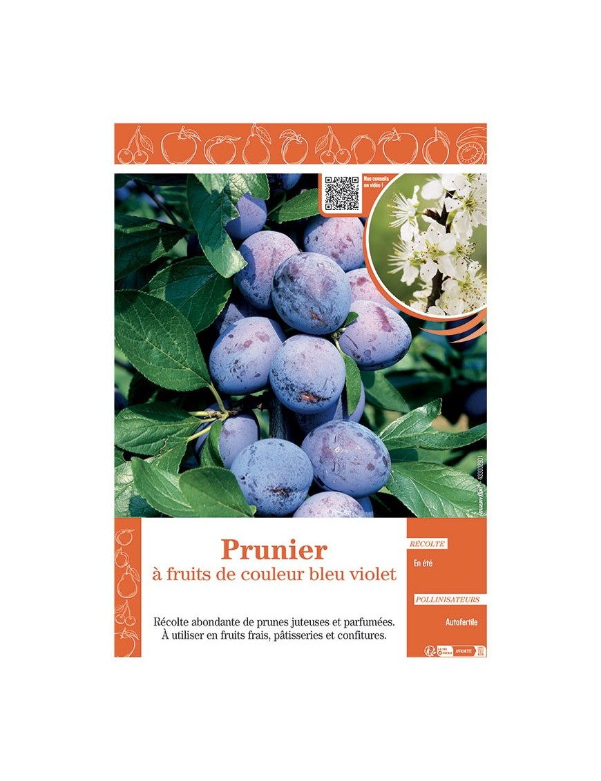 PRUNIER à FRUITS DE COULEUR BLEU VIOLET