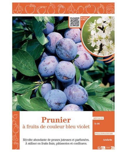 PRUNIER à FRUITS DE COULEUR BLEU VIOLET