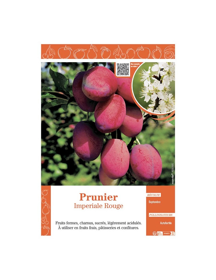 PRUNIER IMPERIALE ROUGE