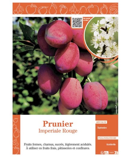 PRUNIER IMPERIALE ROUGE
