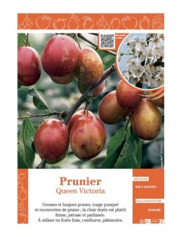 PRUNIER QUEEN VICTORIA