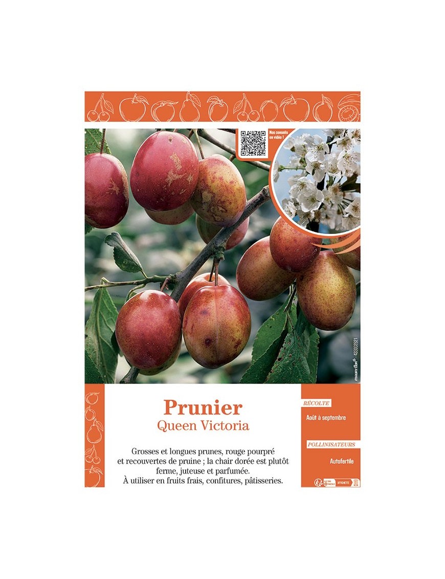 PRUNIER QUEEN VICTORIA