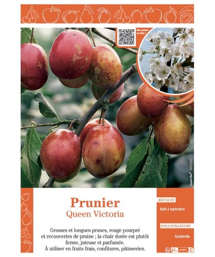 PRUNIER QUEEN VICTORIA