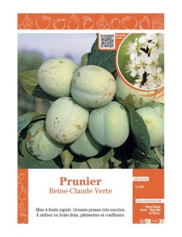 PRUNIER REINE-CLAUDE VERTE