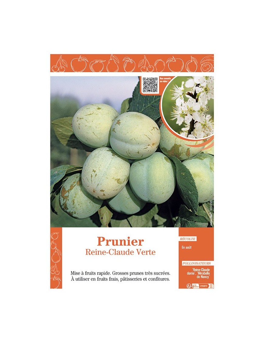 PRUNIER REINE-CLAUDE VERTE