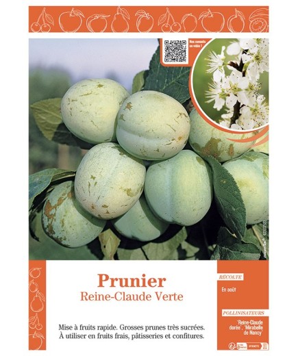 PRUNIER REINE-CLAUDE VERTE