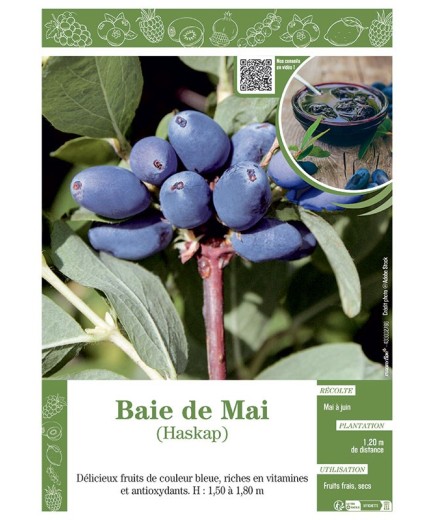 BAIE DE MAI HASKAP