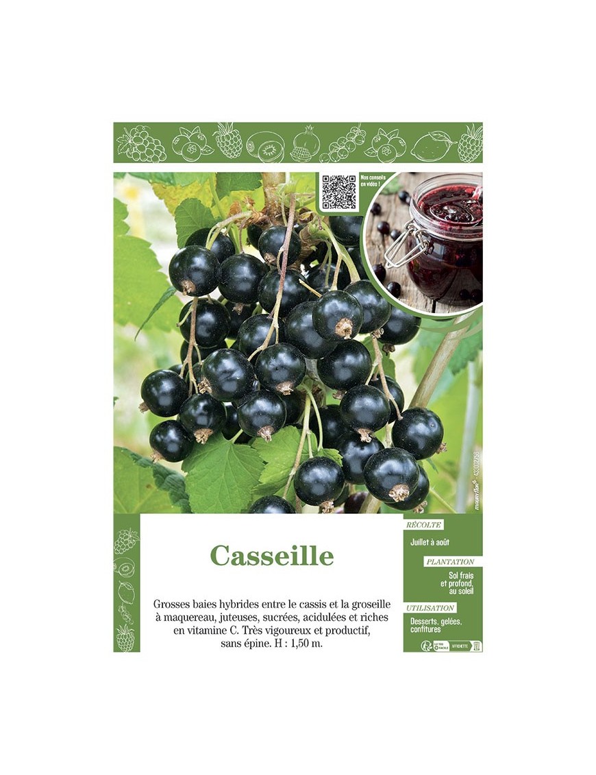 CASSEILLE