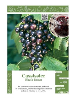 CASSISSIER BLACK DOWN