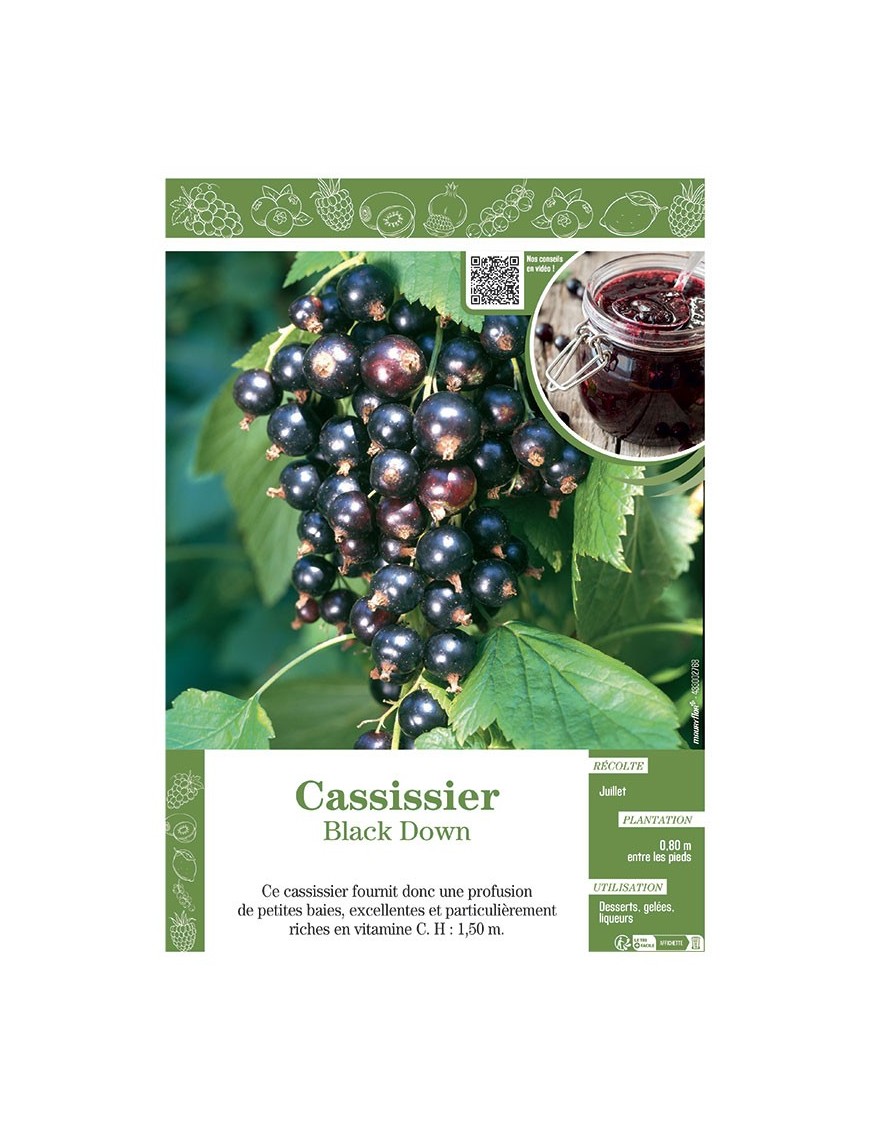 CASSISSIER BLACK DOWN