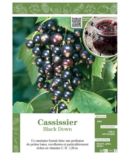 CASSISSIER BLACK DOWN