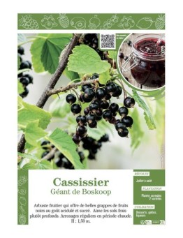 CASSISSIER GEANT DE BOSKOOP