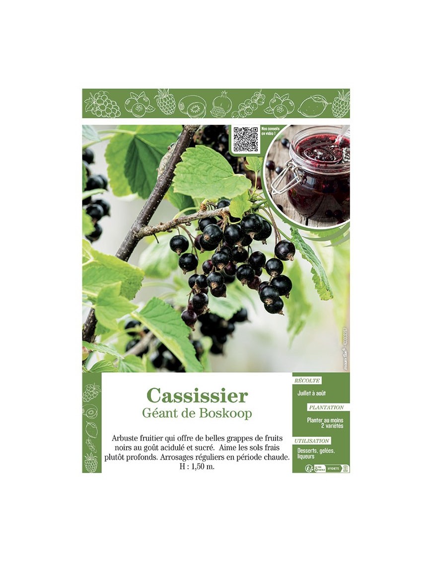 CASSISSIER GEANT DE BOSKOOP
