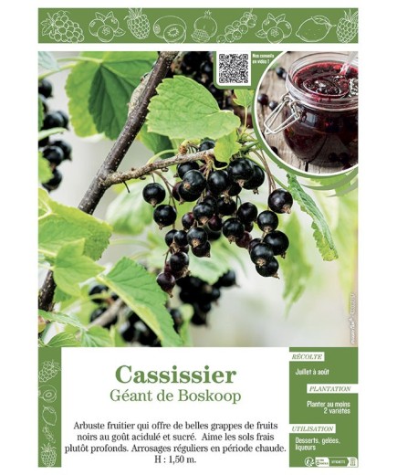 CASSISSIER GEANT DE BOSKOOP