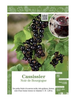 CASSISSIER NOIR DE BOURGOGNE