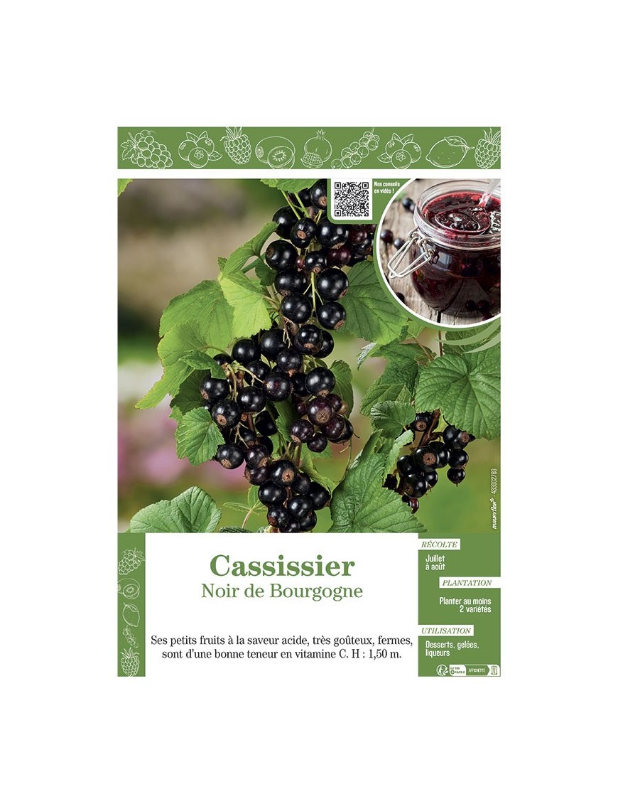 CASSISSIER NOIR DE BOURGOGNE