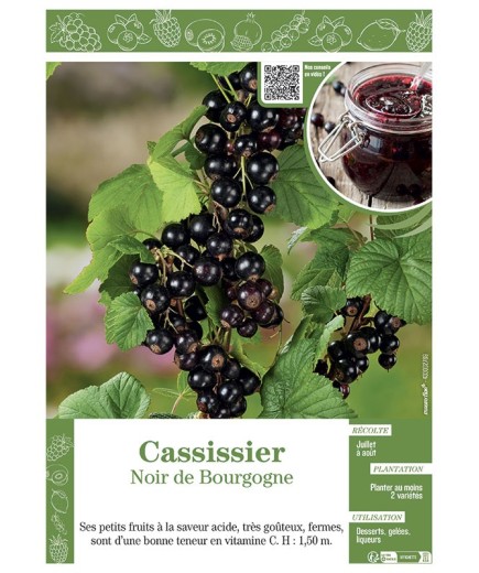 CASSISSIER NOIR DE BOURGOGNE