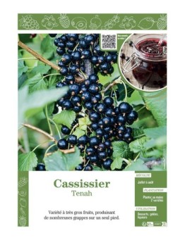 CASSISSIER TENAH