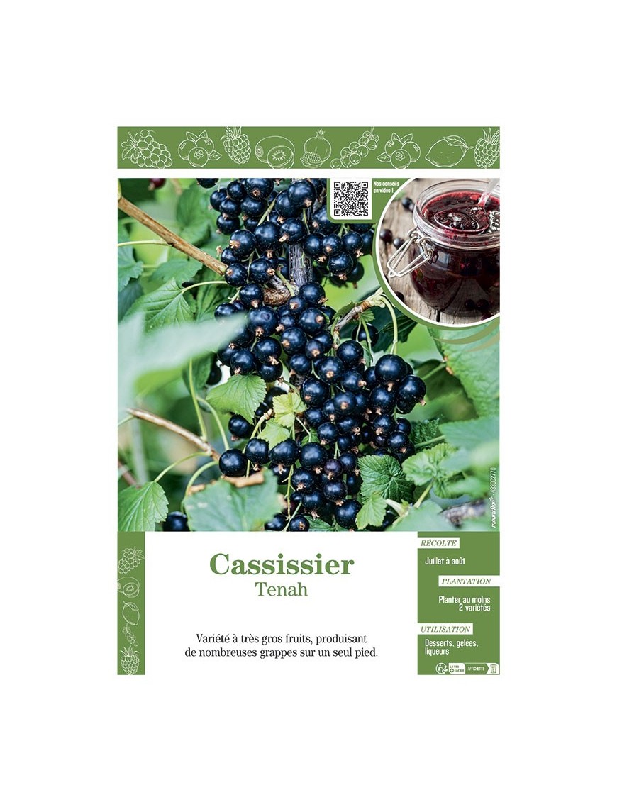 CASSISSIER TENAH