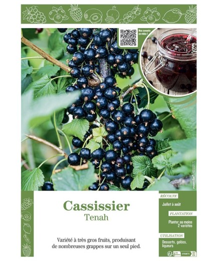 CASSISSIER TENAH