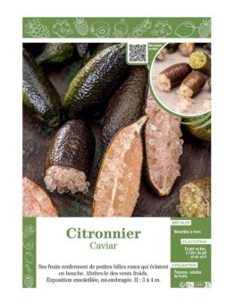 CITRONNIER CAVIAR