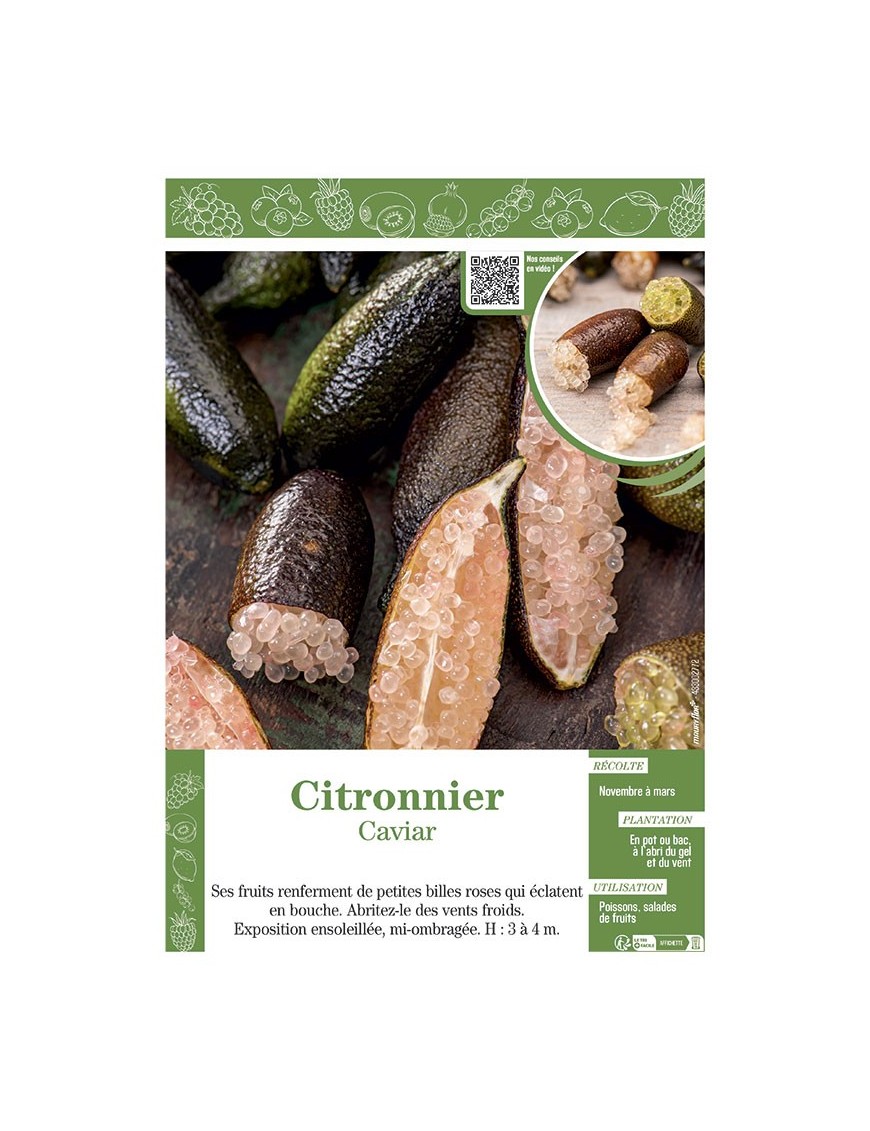 CITRONNIER CAVIAR