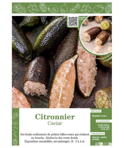 CITRONNIER CAVIAR