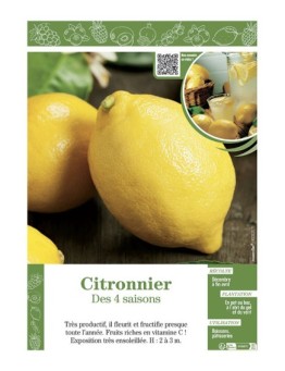 CITRONNIER DES 4 SAISONS