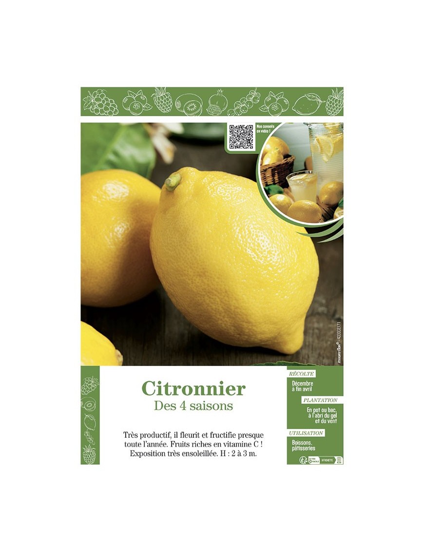 CITRONNIER DES 4 SAISONS