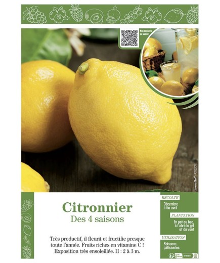 CITRONNIER DES 4 SAISONS