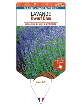 LAVANDULA (angustifolia) Dwarf Blue