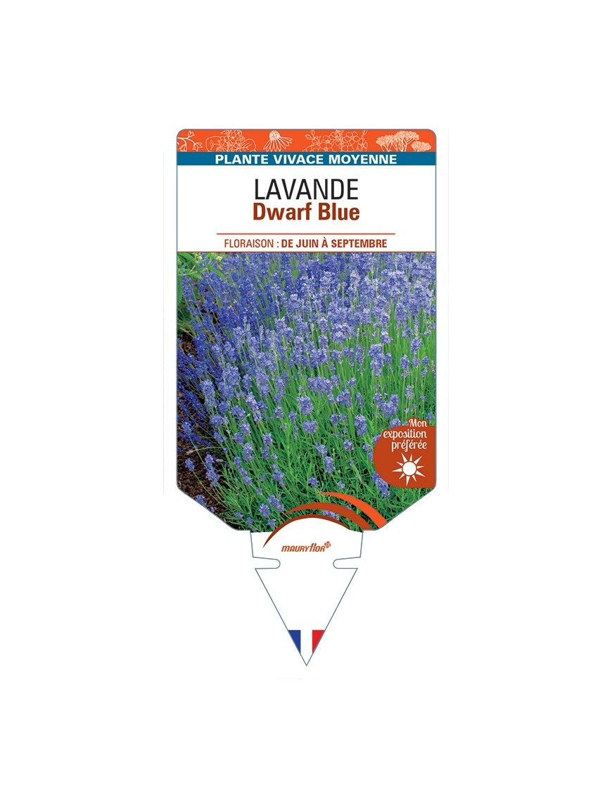 LAVANDULA (angustifolia) Dwarf Blue